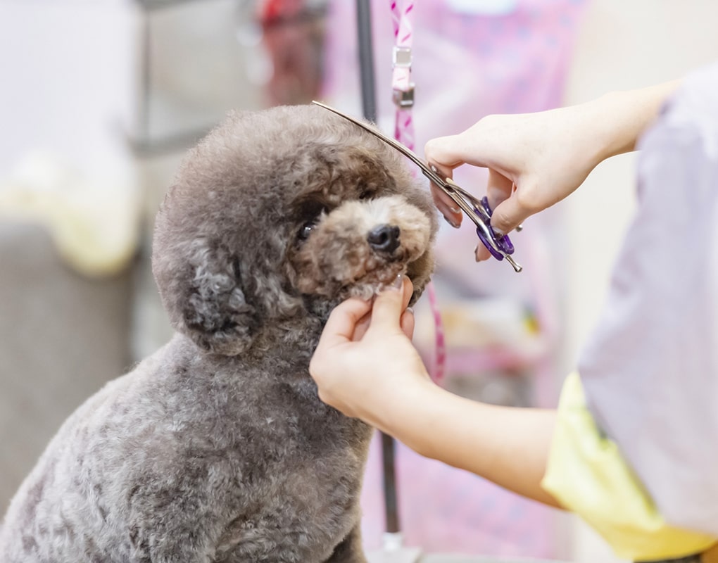 愛犬の健康を保つ、生活に適したトリミング