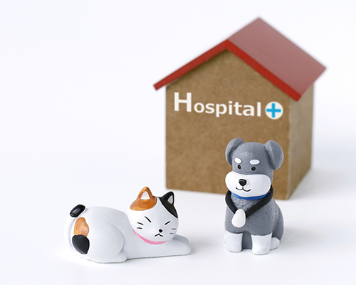 診療対象動物について
