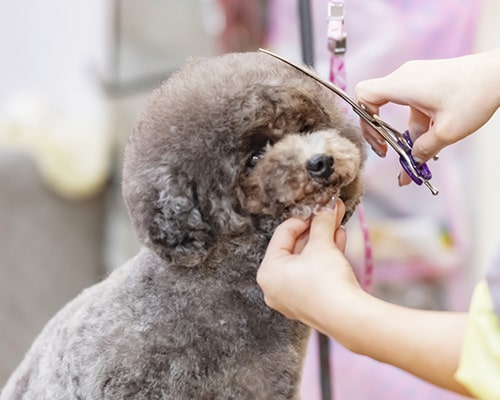 トリミングもお任せ下さい